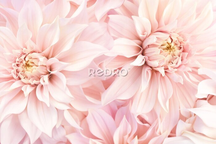 Canvas Roze bloemen bloeiende dahlia's