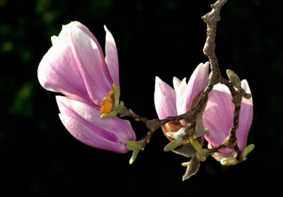 Roze bloemen en een tak