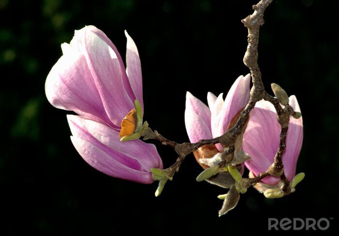 Canvas Roze bloemen en een tak