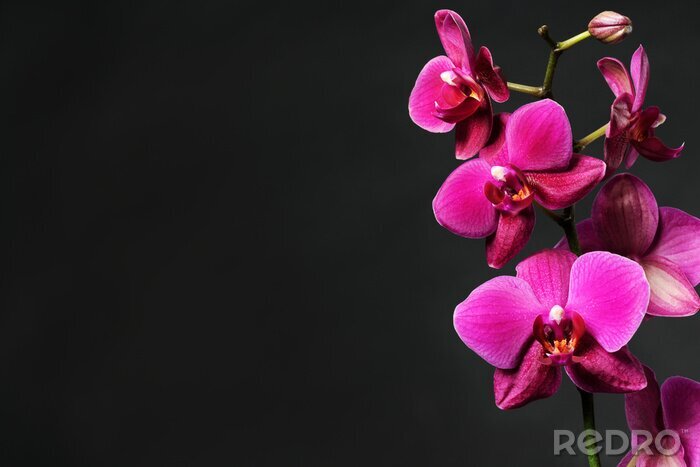 Canvas Roze bloemen in volle bloei