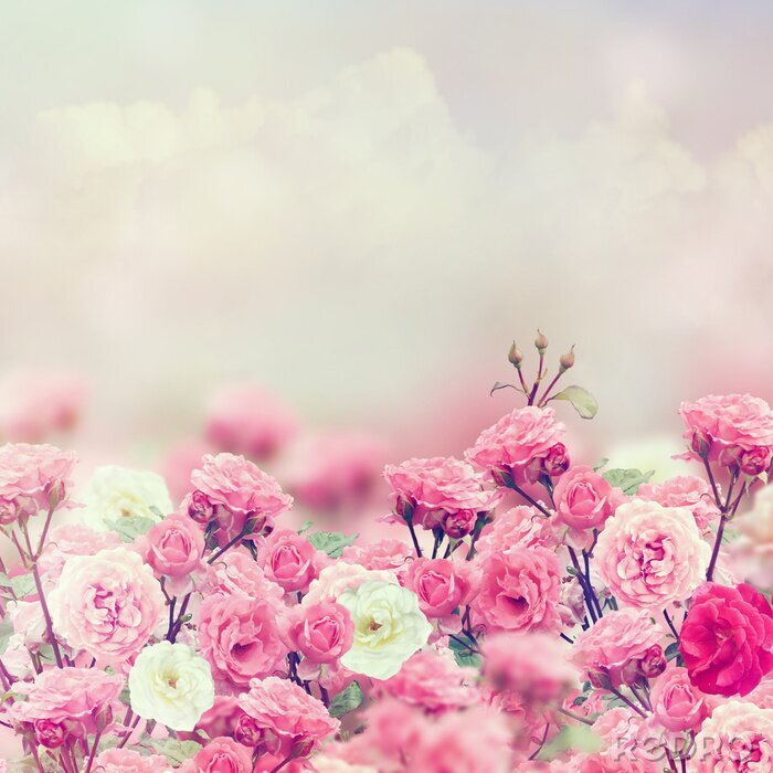 Canvas Roze bloemen romantische stijl