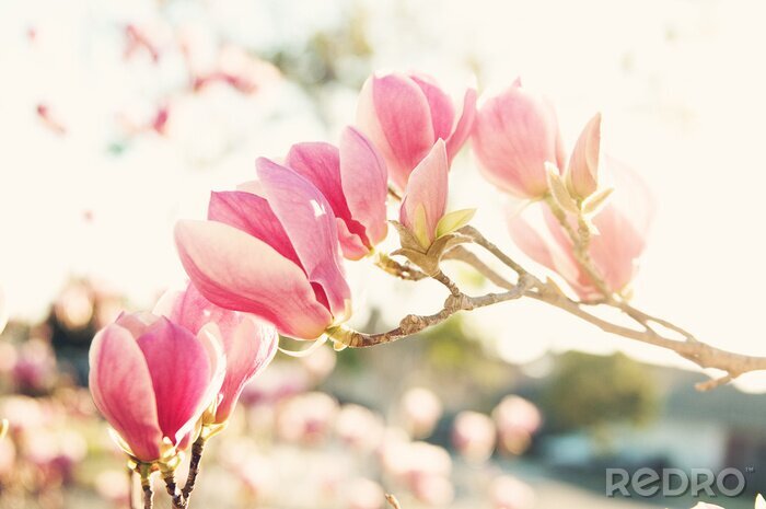 Canvas Roze bloemen van de magnolia