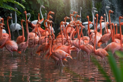 Canvas Roze dieren in het water