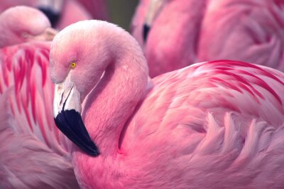 Roze flamingo patroon