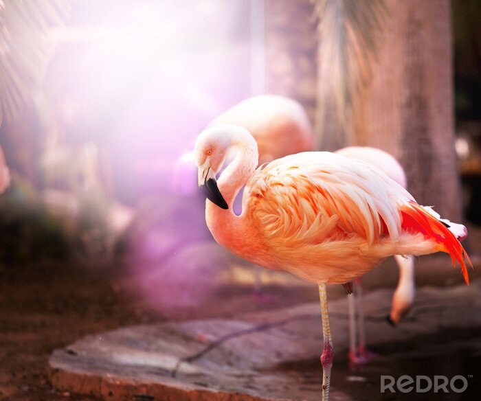 Canvas Roze gevederde vogel