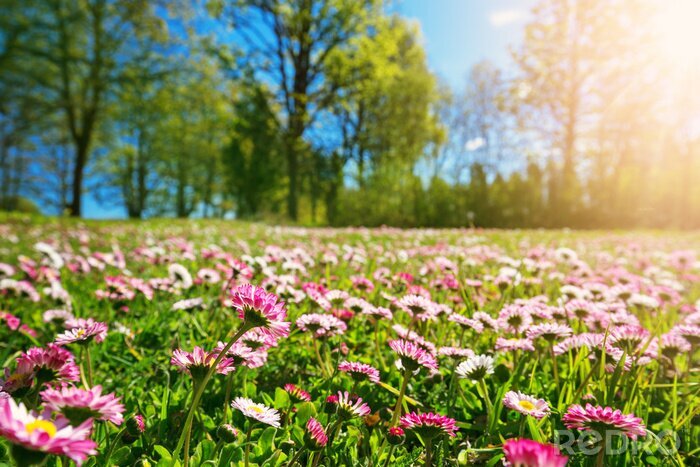 Canvas Roze madeliefjes in een veldweide