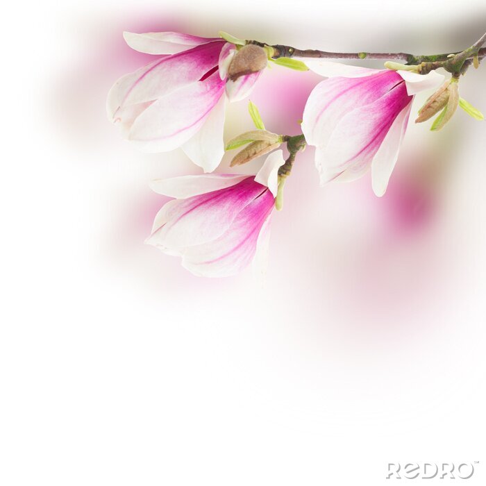 Canvas roze magnolia boom Bloemen