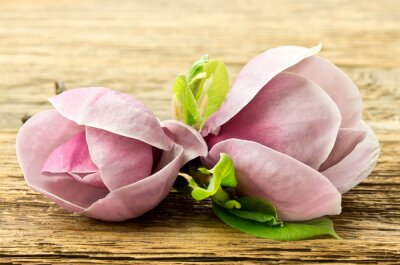 Roze magnolia op hout