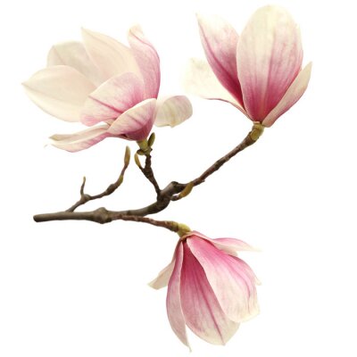 Roze magnoliablaadjes aan een takje