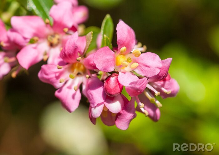 Canvas Roze natuur in het voorjaar