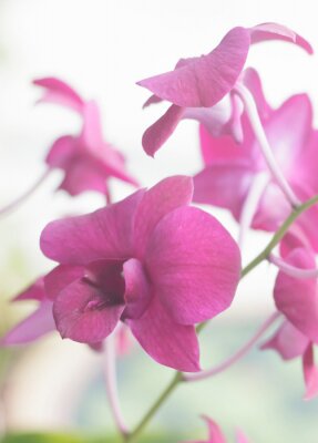 Canvas roze orchidee