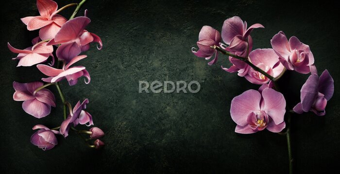 Canvas Roze orchidee op een zwarte achtergrond