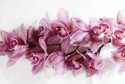 Canvas roze orchidee tak