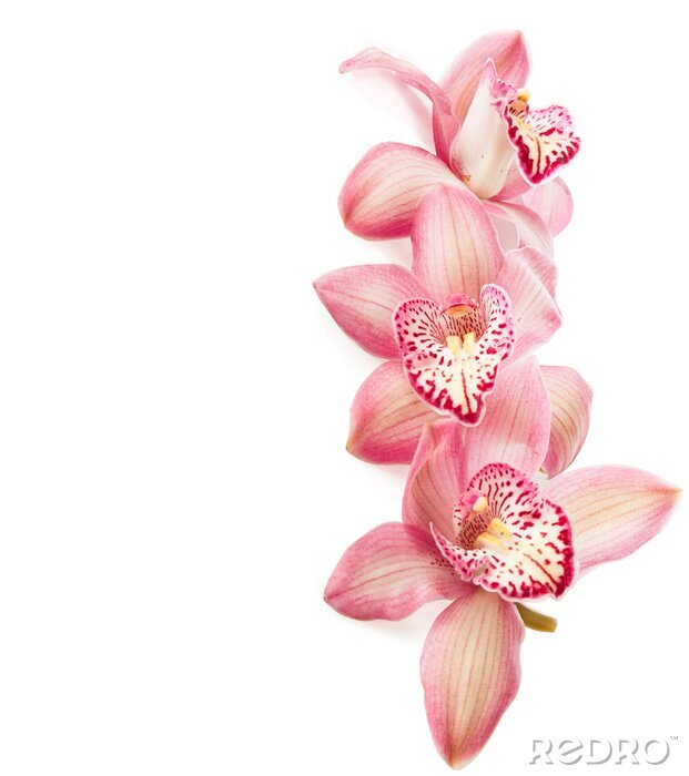 Canvas roze orchideeën op wit