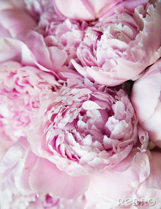 Canvas Roze pioenrozen close-up op delicate bloemblaadjes