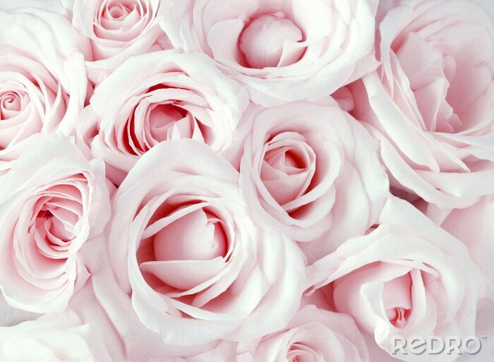 Canvas Roze rozen in een armvol