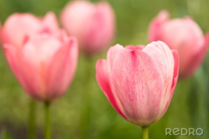 Canvas Roze tulp in close-up