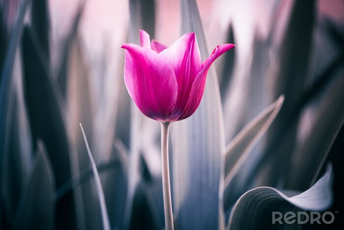 Canvas Roze tulpen in macrofotografie