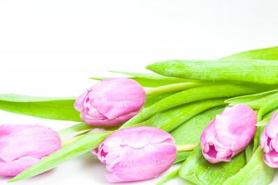 Canvas Roze tulpen op wit met ruimte voor tekst
