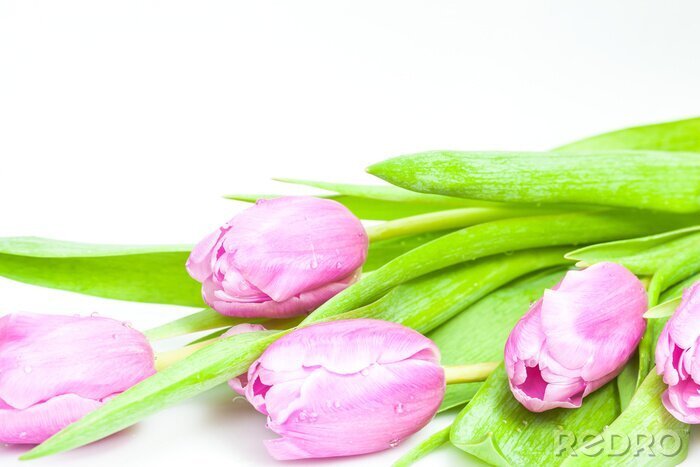 Canvas Roze tulpen op wit met ruimte voor tekst