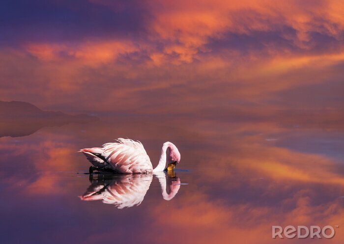 Canvas Roze vogel op het water