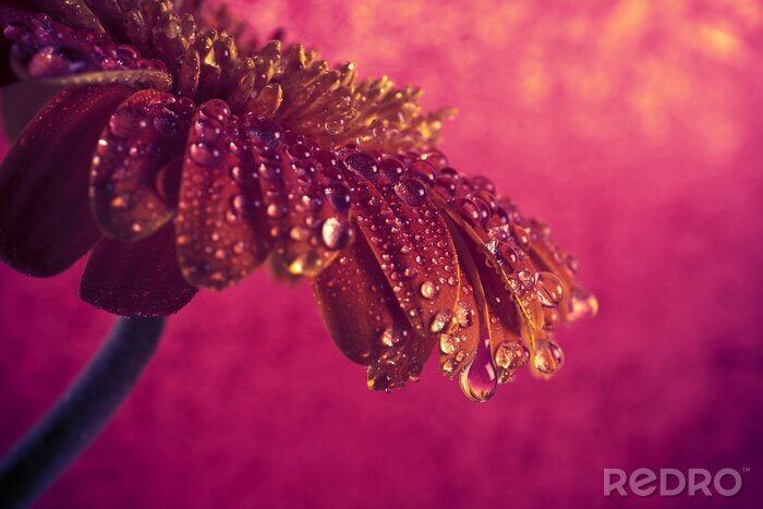 Canvas Ruby gerbera bedekt met dauw