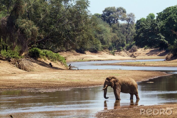 Canvas Savanneolifant in Kruger National Park