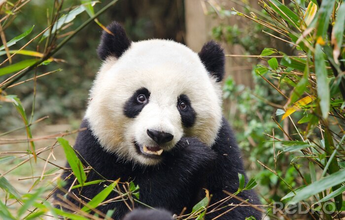 Canvas Schattige kleine panda