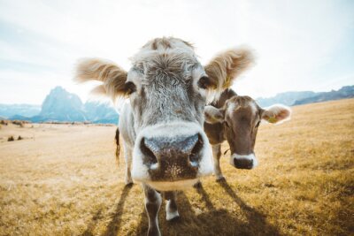 Canvas Schattige koeien in de wei met bergtoppen op de achtergrond
