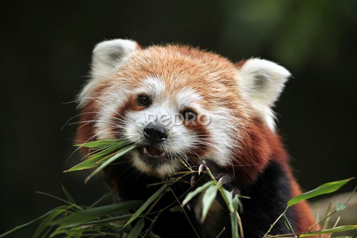 Canvas Schattige rode panda