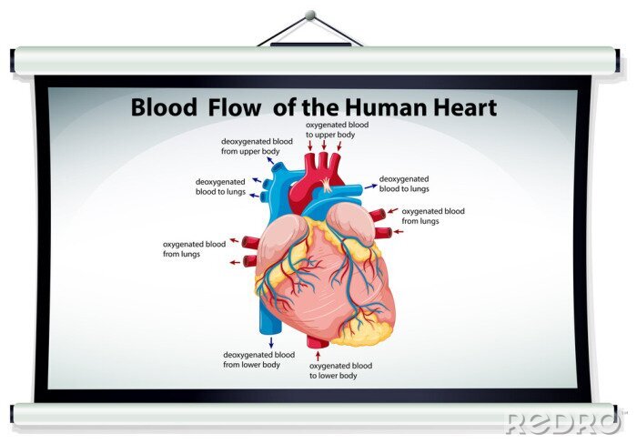 Canvas Schema van de bloedstroom in het menselijk lichaam