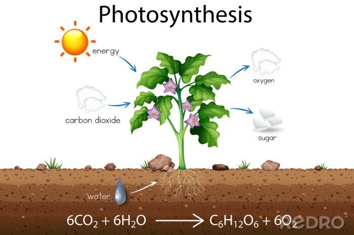Canvas Schema van fotosynthese