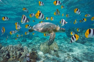 Schildpad met vissen in de oceaan