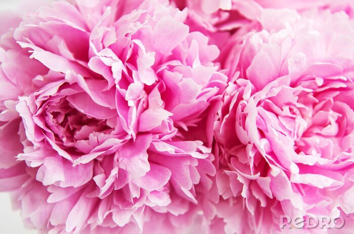 Canvas Schoonheid roze pioenbloemen