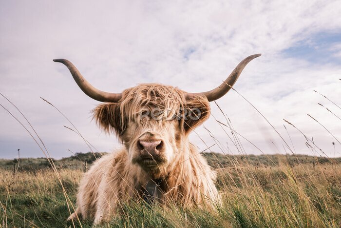 Canvas Schotse hooglandkoe die in het gras ligt