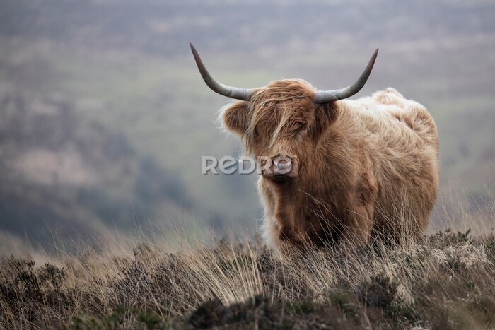 Canvas Schotse koe in herfstlandschap