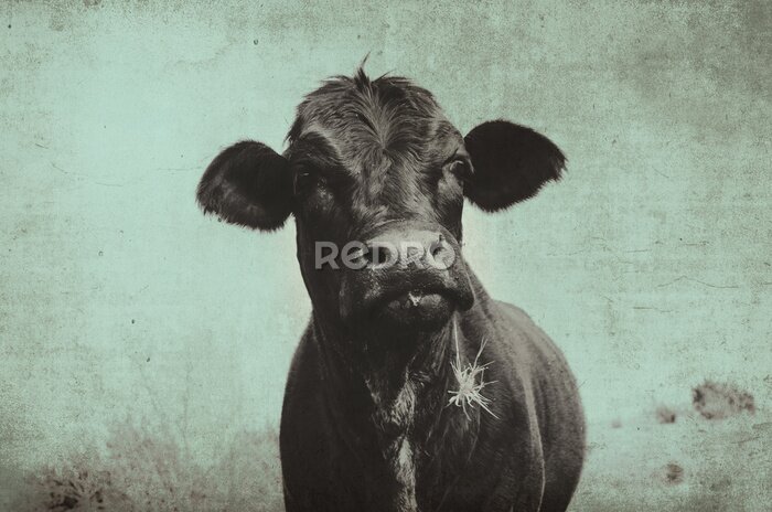 Canvas Schotse koe in vintage stijl