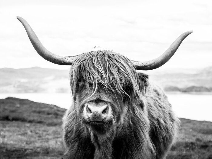 Canvas Schotse koe in zwart-witte kleuren
