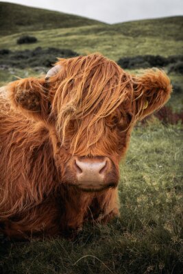 Schotse koe rustend op een heuvel