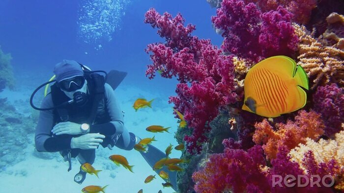 Canvas Scuba diver watching beautiful coral reef with purple soft corals and beautiful yellow  butterfly coral fish	