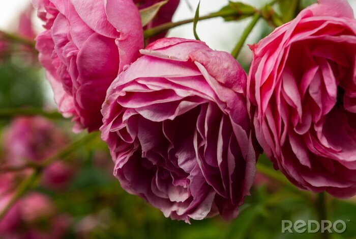 Canvas selective focus, bright peony roses