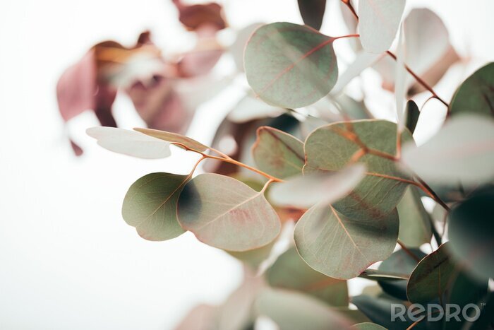 Canvas selective focus of green eucalyptus leaves isolated on white