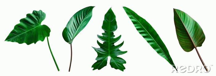 Canvas set of green tropical leaves on  white background for design elements, Flat lay
