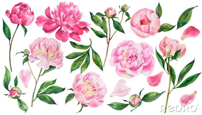 Canvas Set of pink peonies, watercolor flowers on an isolated white background, watercolor peony illustration, botanical painting, stock illustration.