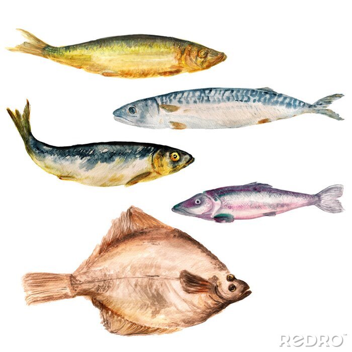 Canvas Set van aquarel afbeeldingen van verschillende vissen