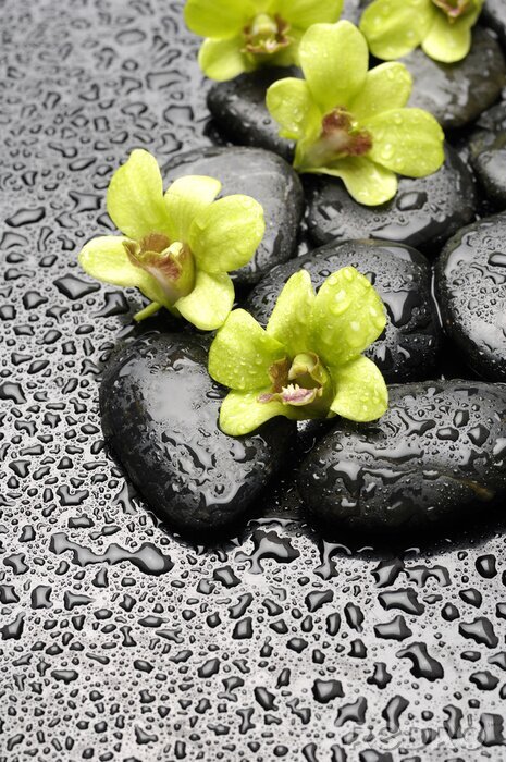 Canvas Set van groene orchidee en zen stenen met water druppel