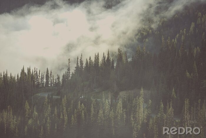 Canvas Sfeervol bos in de mist