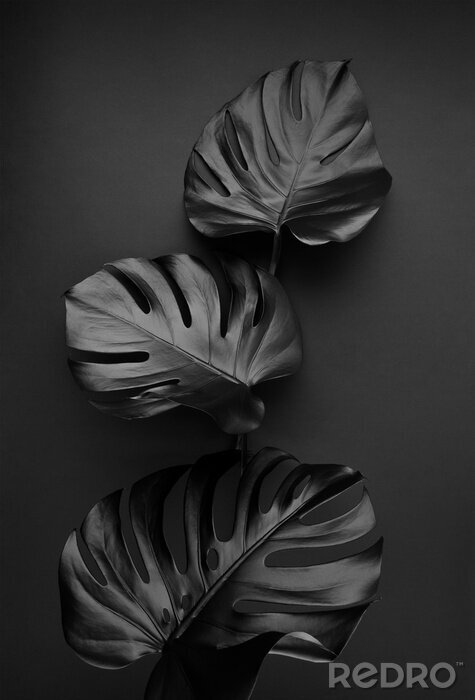 Canvas Shiny dark natural monstera leaves bouquet. Black Friday tropical banner, poster background template.