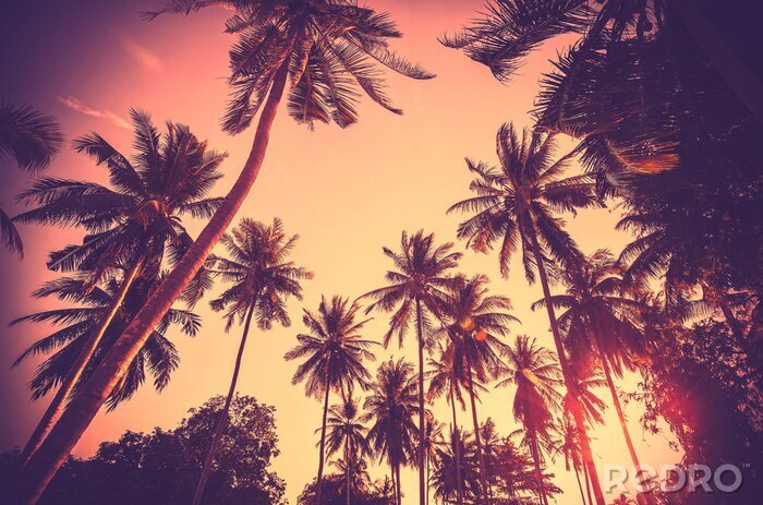 Canvas Silhouet van palmbomen tegen de lucht