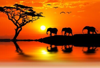 Canvas Silhouetten van olifanten bij zonsondergang